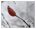 ukrašen injem.&hellip;