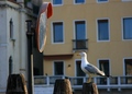 Ogledalce, ogl&hellip;