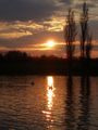 Sprženi labud &hellip;