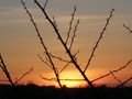 Bodljikavo sun&hellip;