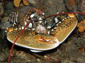 Hlap (homarus &hellip;