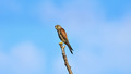 Falco tinnuncu&hellip;
