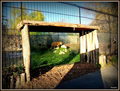 Osječki ZOO im&hellip;