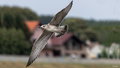 Krilca