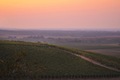 Iločki vinogra&hellip;