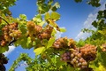 Traminac-Mladi&hellip;