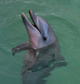 Flipper the Do&hellip;