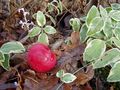 Adamova jabuči&hellip;