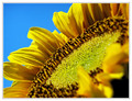 Suncem Obasjan&hellip;
