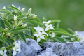 Planinski liko&hellip;