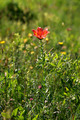 Lilium bulbife&hellip;