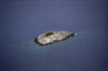 Škoj