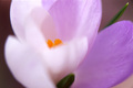 Šafran (Crocus&hellip;