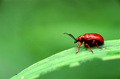 Lilioceris tib&hellip;