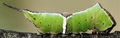 Cerura erminea