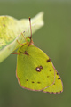 Zlatna osmica &hellip;