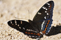 Limenithis pop&hellip;