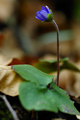 Jetrenka (Hepa&hellip;