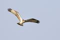 Bukoč (Pandion&hellip;