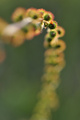 Turica (Agrimo&hellip;