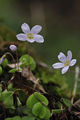 Cecelj (Oxalis&hellip;