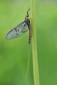 Vodencvijet (E&hellip;