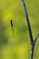 Tetragnatha ex&hellip;