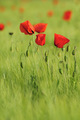 Mak (Papaver a&hellip;