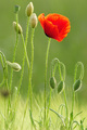 Mak (Papaver a&hellip;