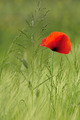 Mak (Papaver a&hellip;