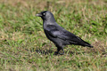 Čavka (Corvus &hellip;