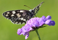 Melanargia gal&hellip;