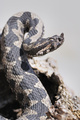 Poskok (Vipera&hellip;