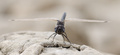 Orthetrum brun&hellip;