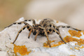 Tarantula (Tar&hellip;