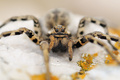 Tarantula (Tar&hellip;