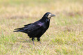 Gačac (Corvus &hellip;