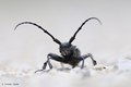 Lamia textor (&hellip;