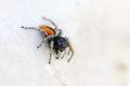 Philaeus chrys&hellip;