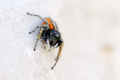 Philaeus chrys&hellip;