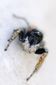 Philaeus chrys&hellip;