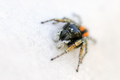 Philaeus chrys&hellip;