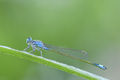 Ischnura elega&hellip;