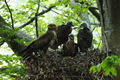 Škanjac (Buteo&hellip;