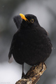 Kos (Turdus me&hellip;
