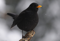 Kos (Turdus me&hellip;