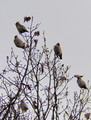 Kugara (Bombyc&hellip;