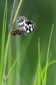 Melanargia gal&hellip;