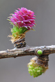 Ariš (Larix de&hellip;