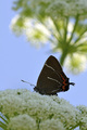 Satyrium w-alb&hellip;